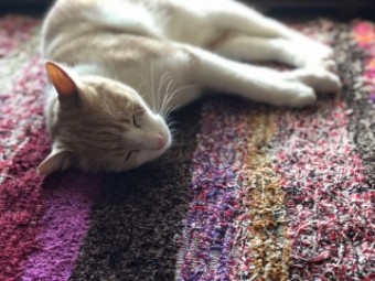 IMG_1356 IMG_1356-e1539505566416